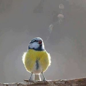 Meet your Posher, Leslie